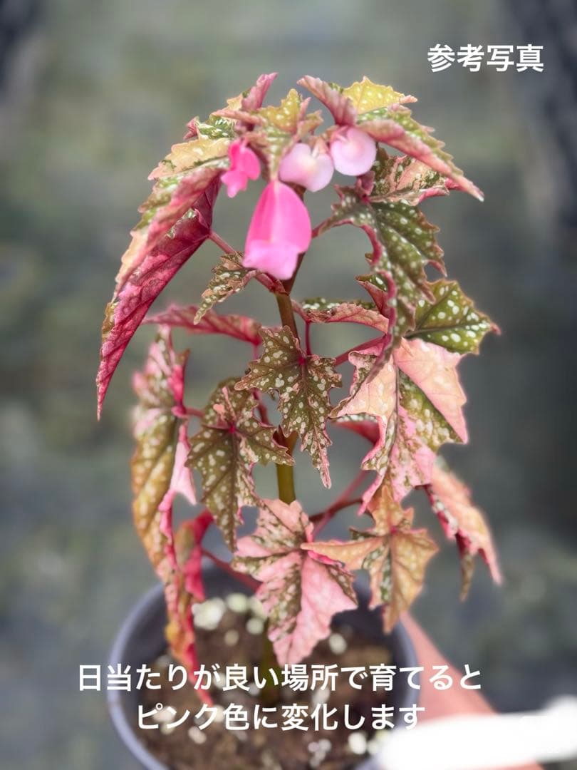 R*9様 10 ベゴニア イズモノキラボシ 斑入り ピンク斑に変化 激激レア