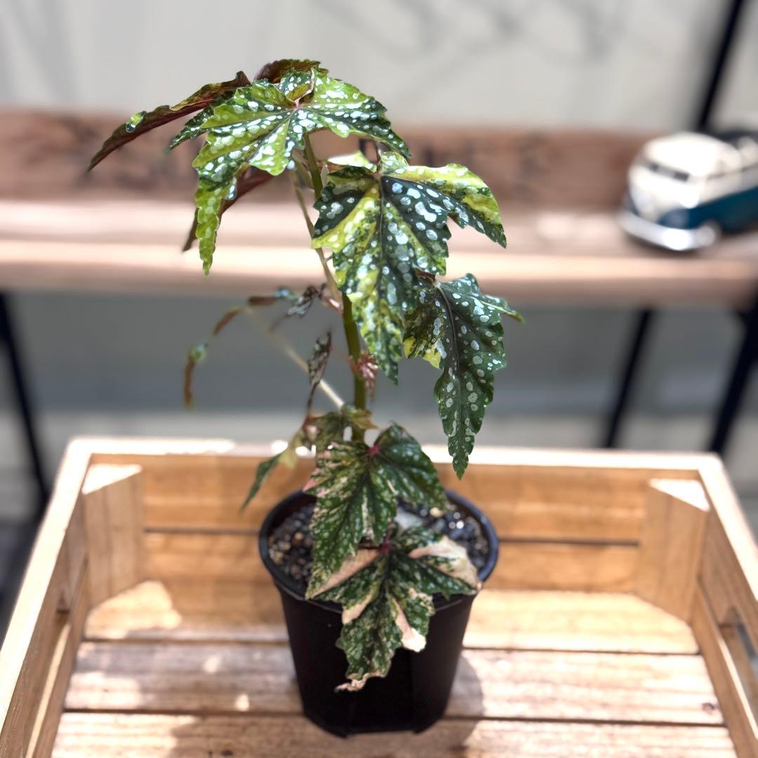 R*9様 10 ベゴニア イズモノキラボシ 斑入り ピンク斑に変化 激激レア