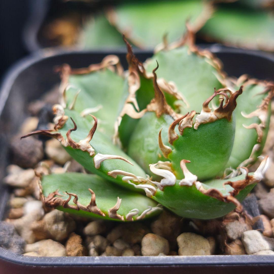 アガベ フィリグリー 子株 天芽 発根済み - メルカリ