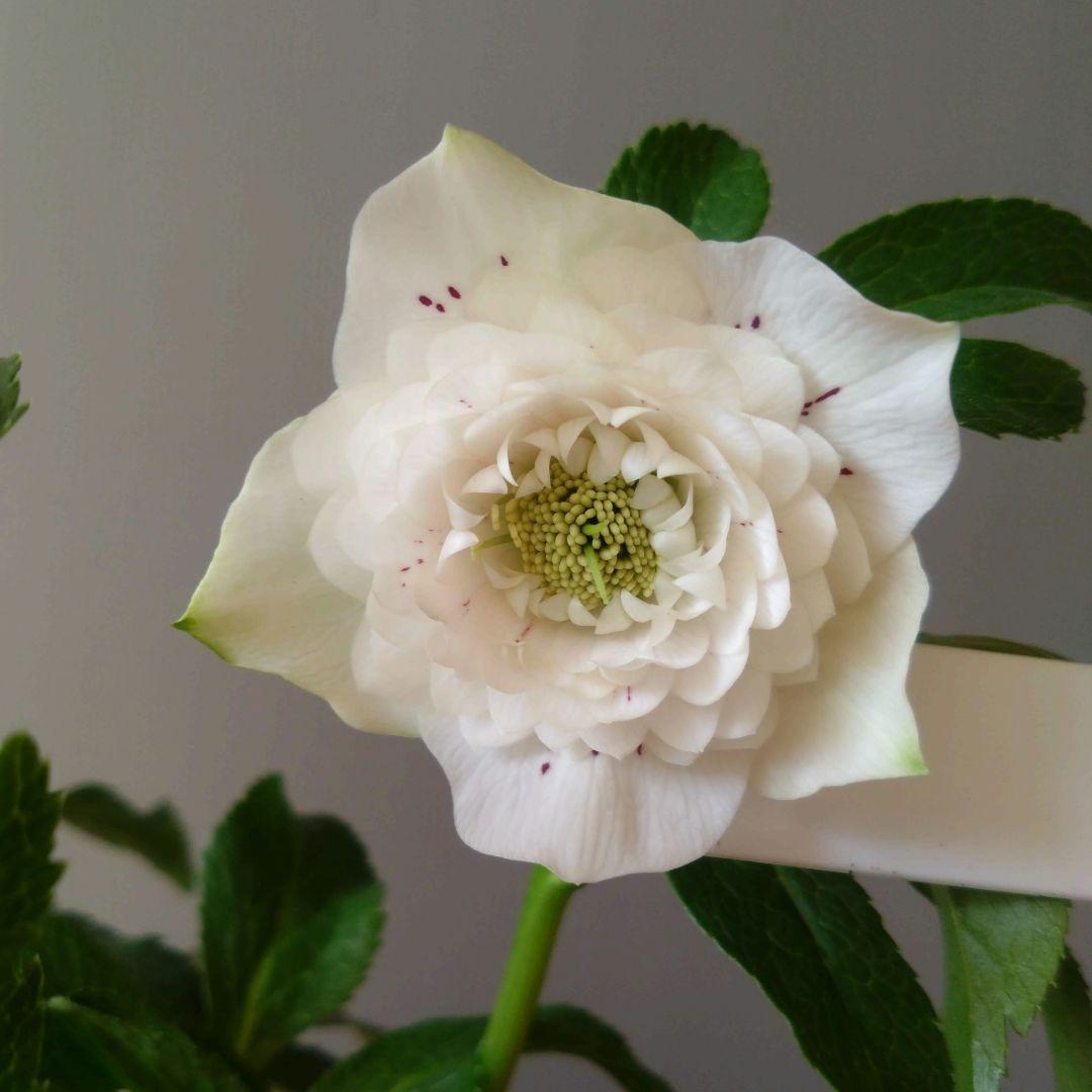 クリスマスローズ　多弁ホワイトブロッチdd　開花見込み大株