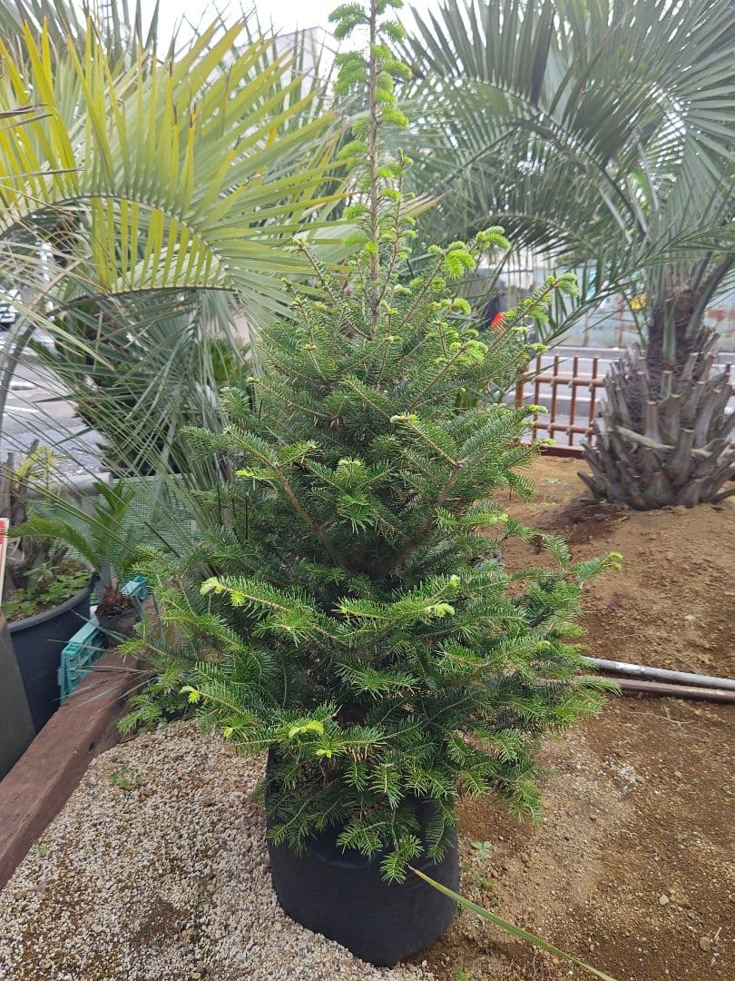 もみの木 クリスマスツリー 鉢下 約2.1m 埼玉県鴻巣引取り限定