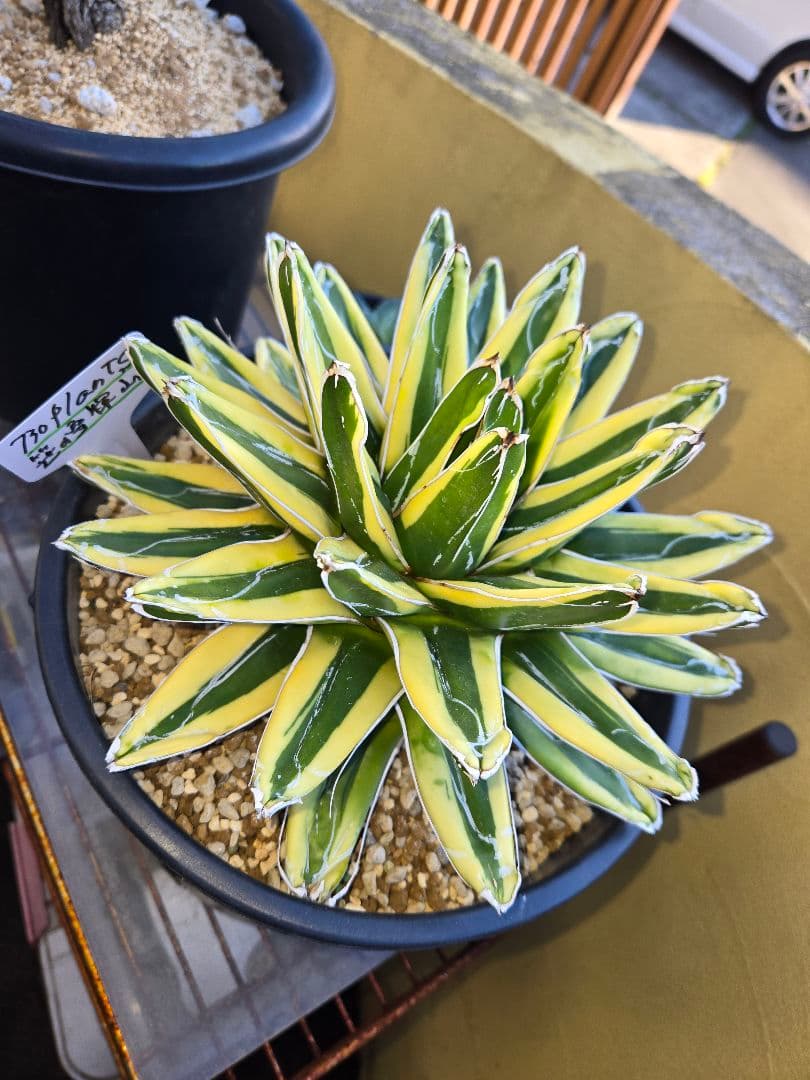 笹の雪　ダルマ輝山