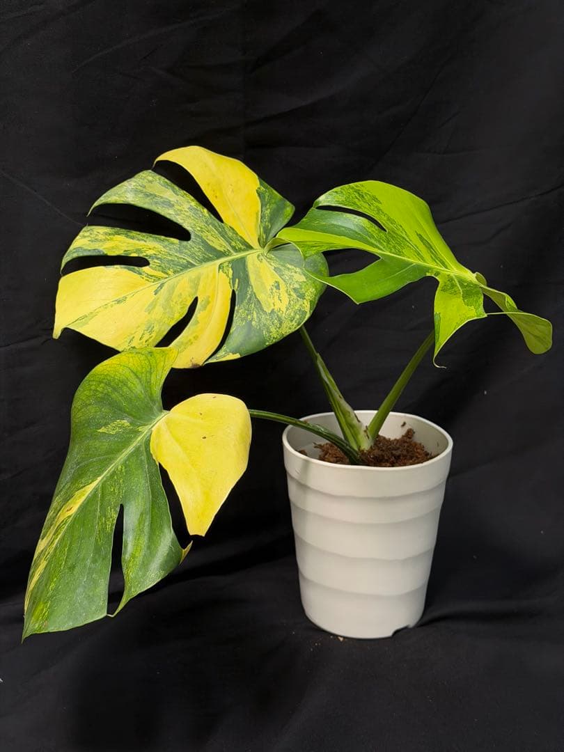 し*★様 1Bモンステラ デリシオーサ イエローマリリン 黄班 大株 オーレア モンステラデリシオーサイエローマリリン( Monstera Deliciosa Yellow
