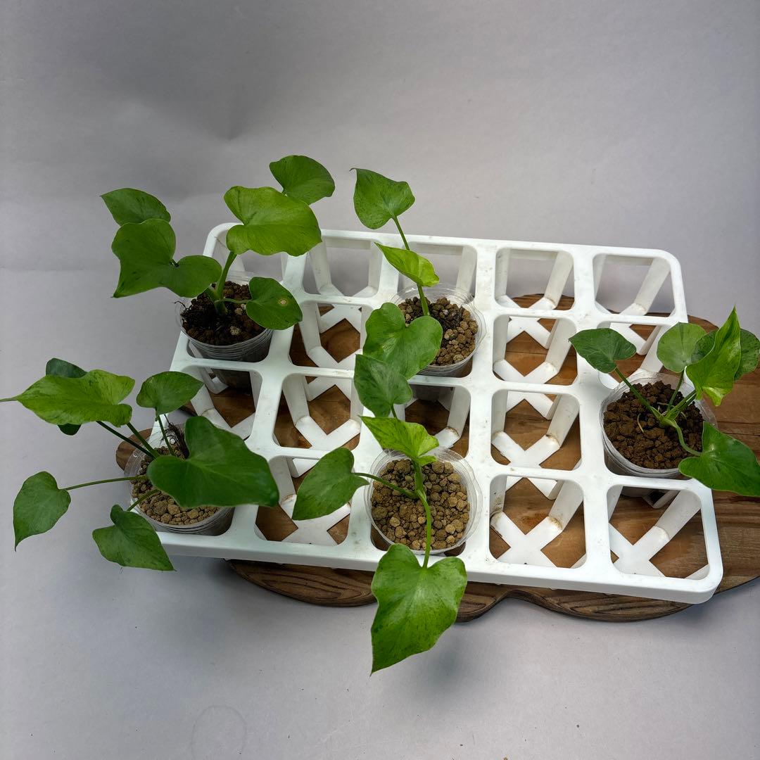 た*ま様 5株セットL046selloum Var フィロデンドロン・セローム・