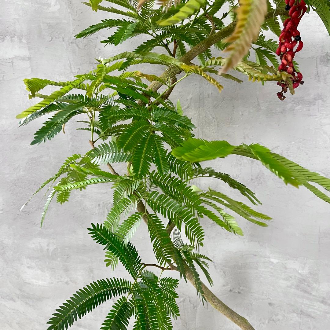 美形 大型 エバーフレッシュ S字仕立て 10号 バルーン陶器鉢 植え込み