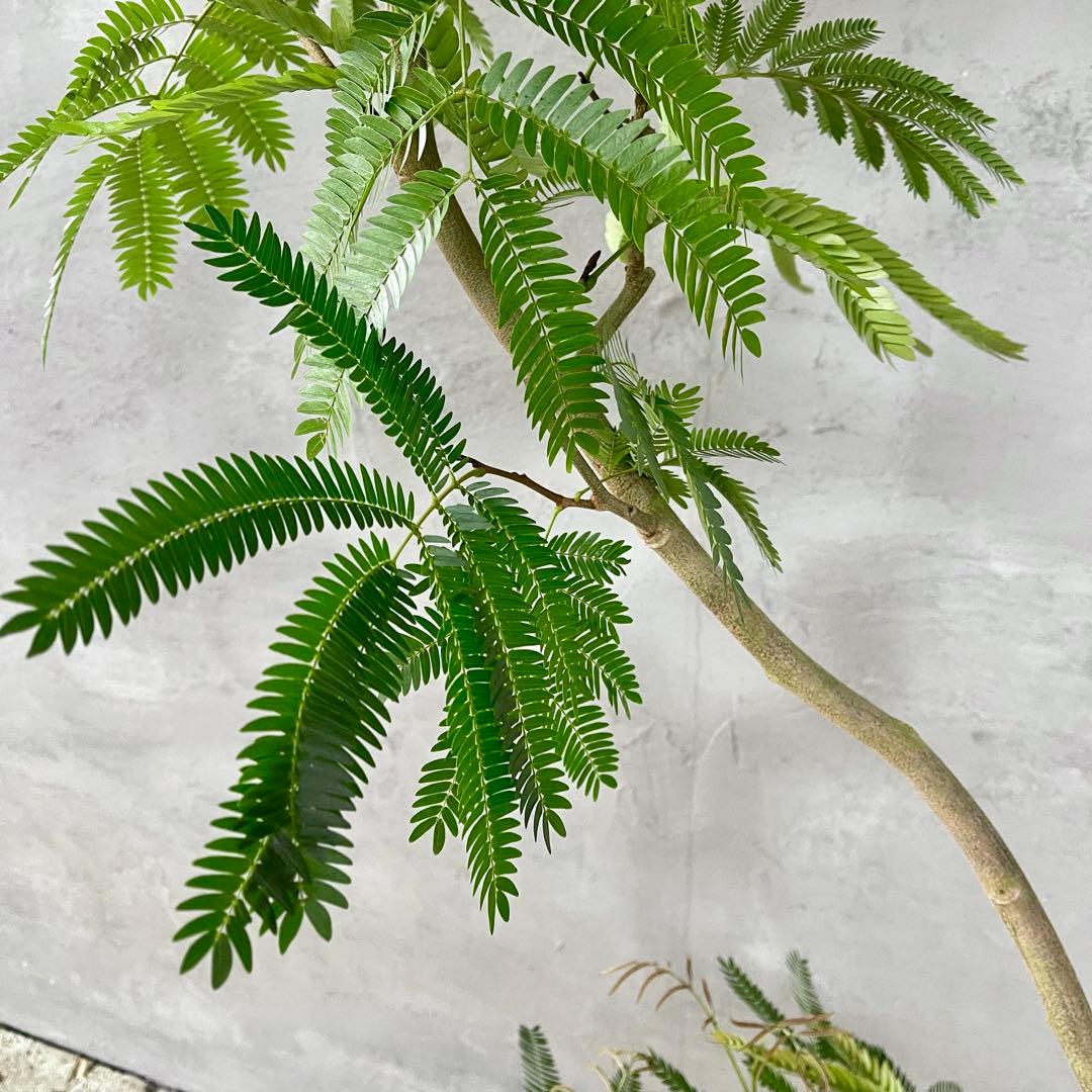 美形 大型 エバーフレッシュ S字仕立て 10号 バルーン陶器鉢 植え込み