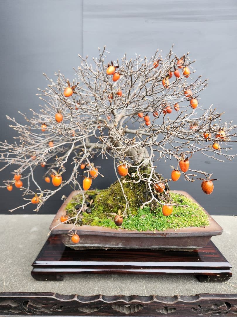 ローヤ柿　中品盆栽