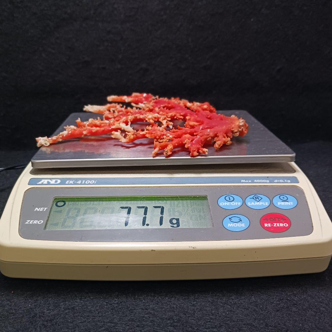 Y2678-3 国産赤珊瑚原木 血赤珊瑚 総重量77.7g 太軸 - メルカリ