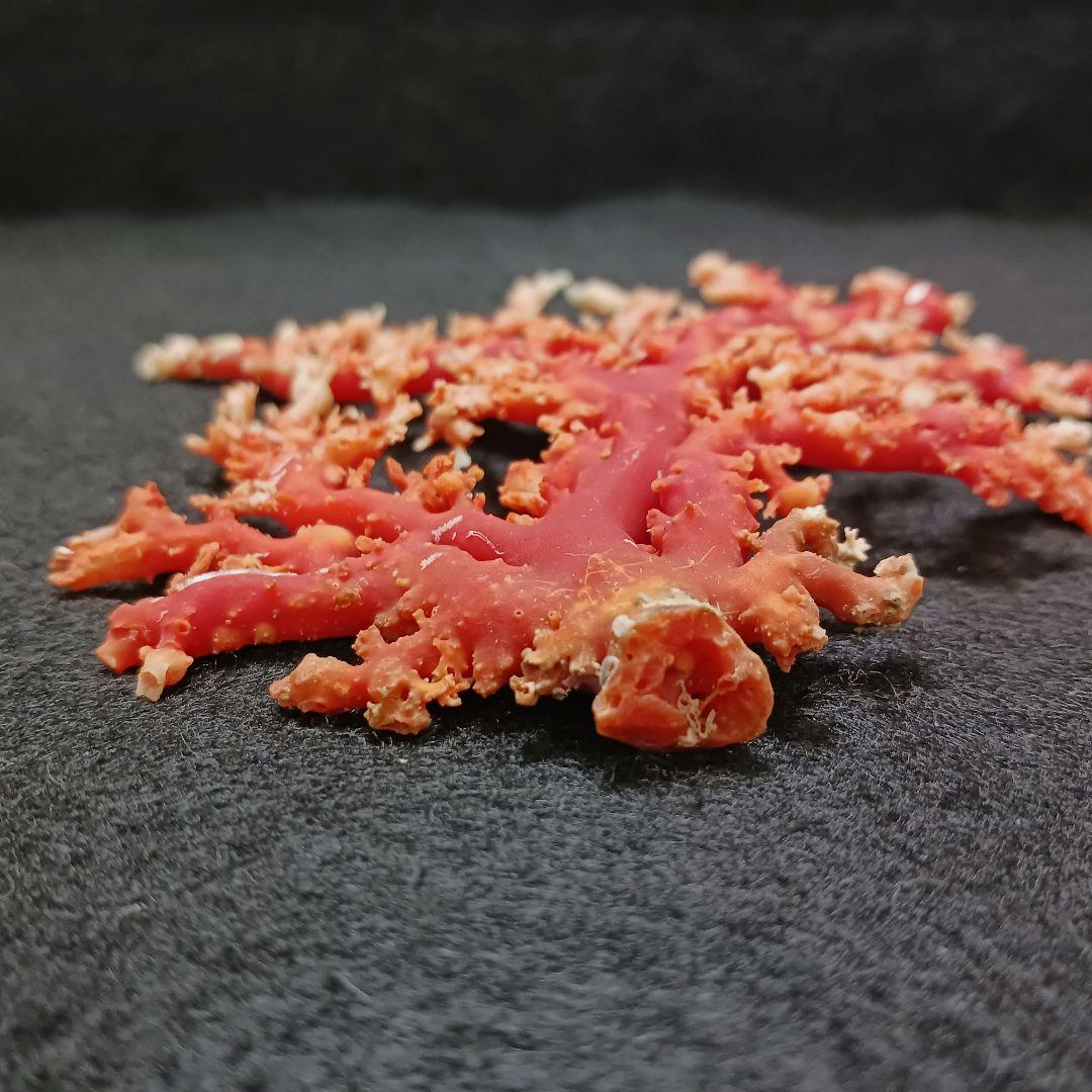 Y2678-3 国産赤珊瑚原木 血赤珊瑚 総重量77.7g 太軸 - メルカリ