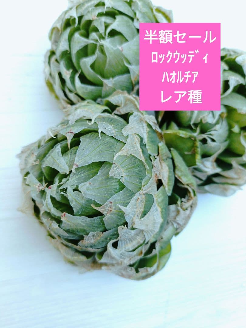 椿様ご検討中　　5苗半額セール傷多め　ロックウッディ　ハオルチア　レア種 2026年最新】ハオルチア ロックウッディの人気アイテム - メルカリ