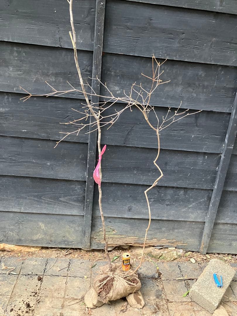 山採り シロモジ ミツバツツジ 混合株 - メルカリ