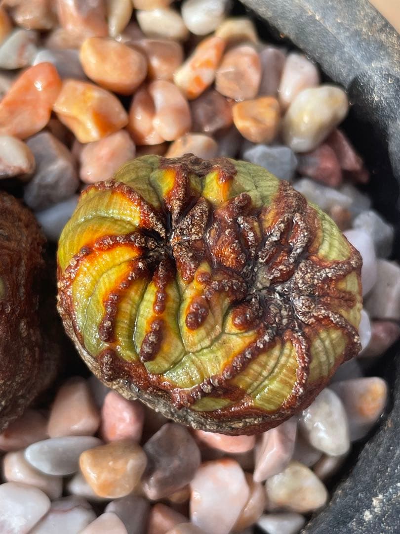 た*く様 オベサ綴化つき 極オールド ダブルヘッド メス株【超厳選株】ダブル綴化ヘッド 捻じれ マウンテン モンスト