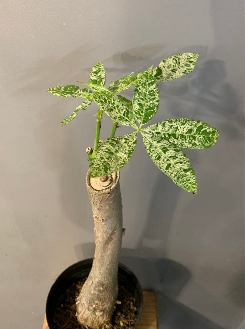 RADWIMPS ロゴ入りリボン 非売品 希少 ライブ