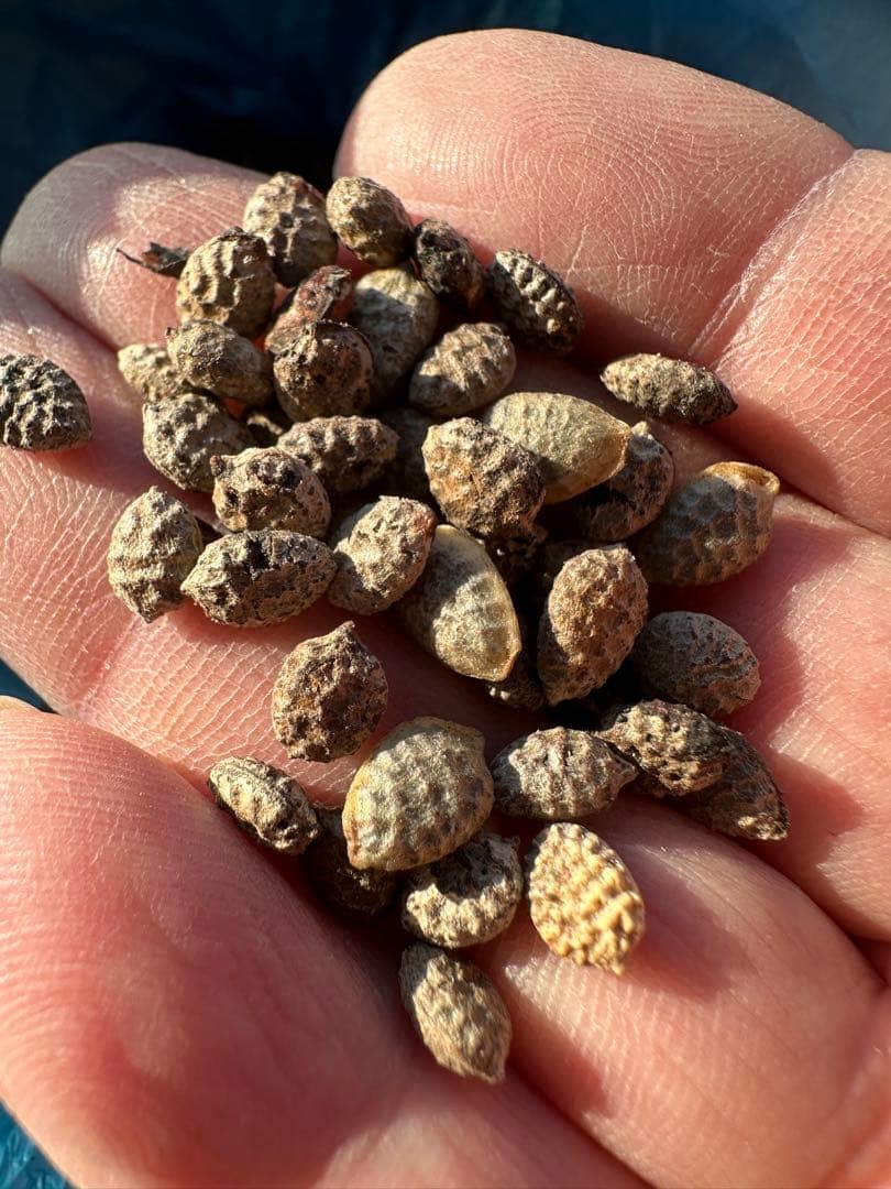 アデニアペチュエリー種子　10個 RAFLUMコレクション】アデニア ペチュエリー【現地球/発根済