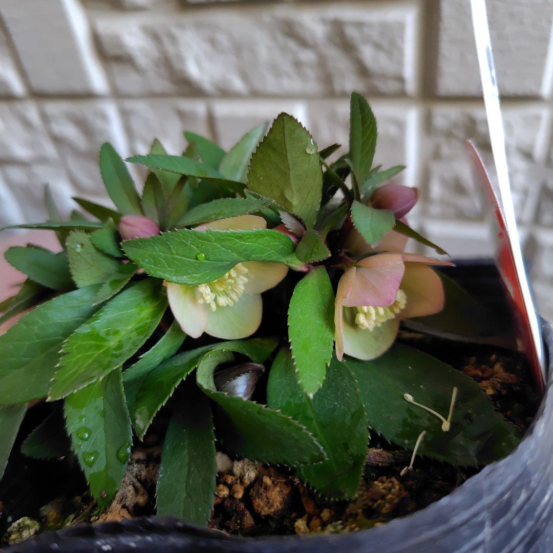 専用【開花株】横山園芸クリスマスローズ ベビードール 札付き - メルカリ