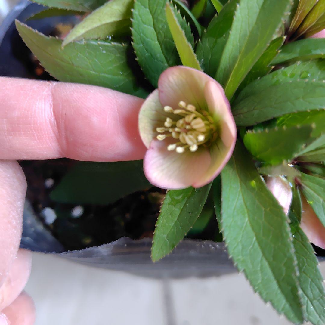 専用【開花株】横山園芸クリスマスローズ ベビードール 札付き - メルカリ