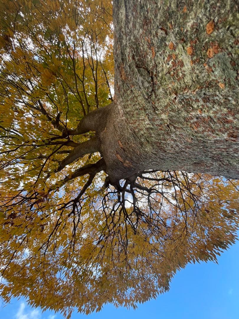 四弦和胡弓 （限定品）棹紅木 紫檀 胴花梨材 付属品 - メルカリ