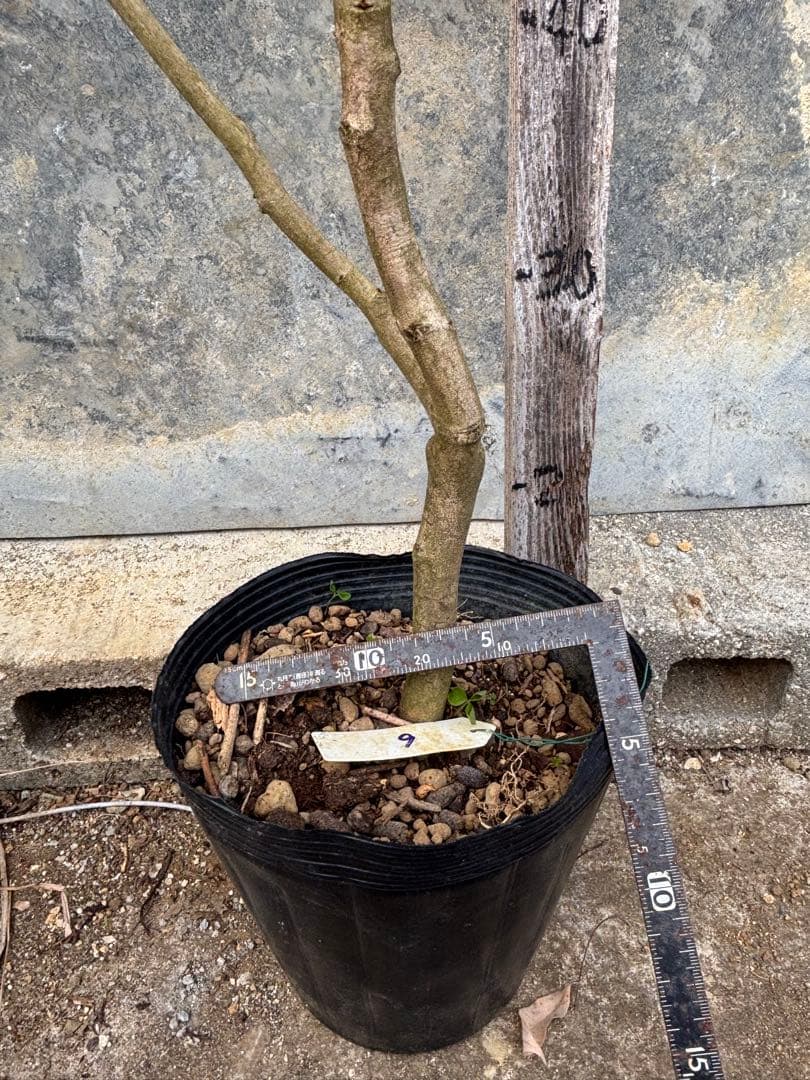 ライチ 玉荷包 取り木苗木 1株 - メルカリ