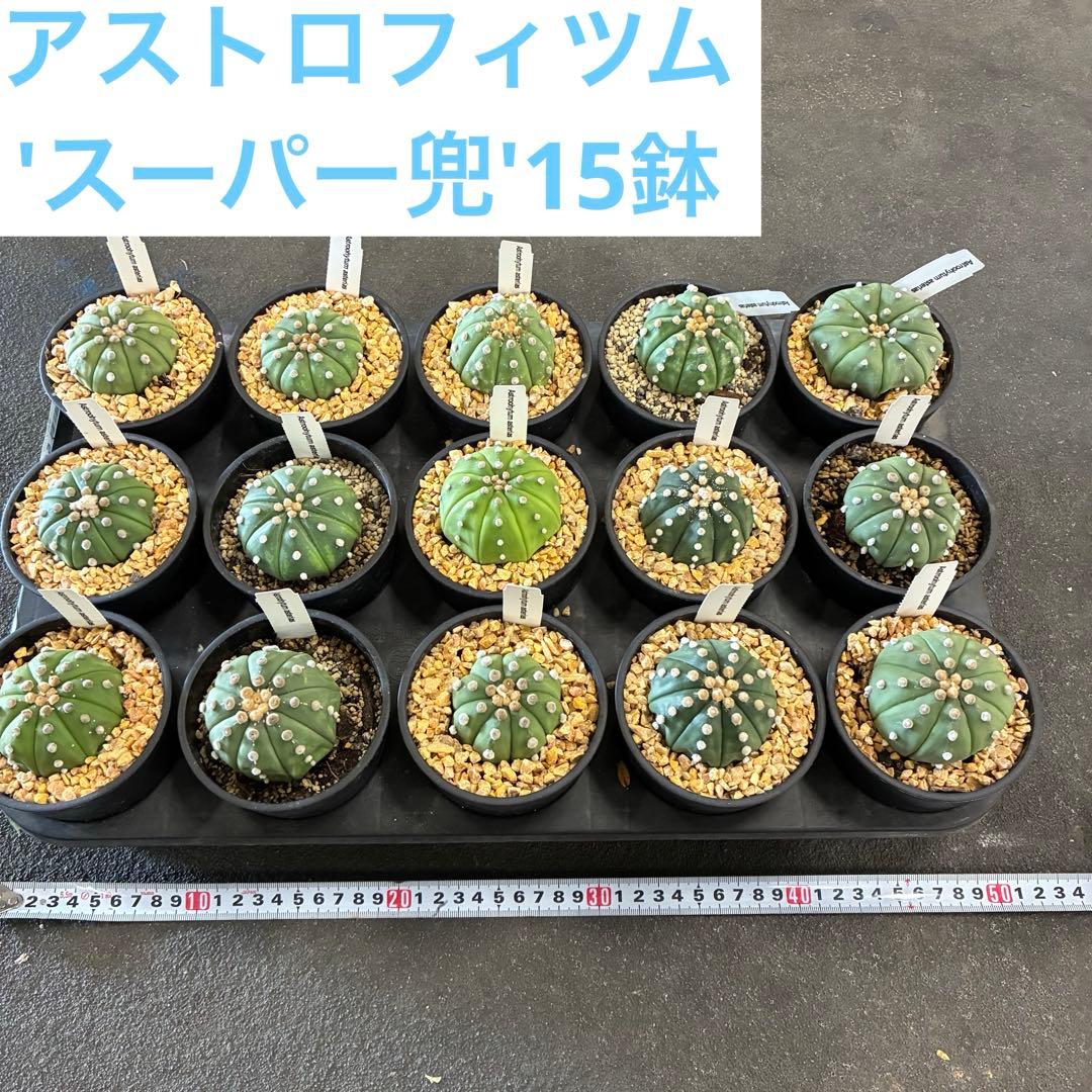 アストロフィツム 'スーパー兜'15鉢　3.5寸サイズ