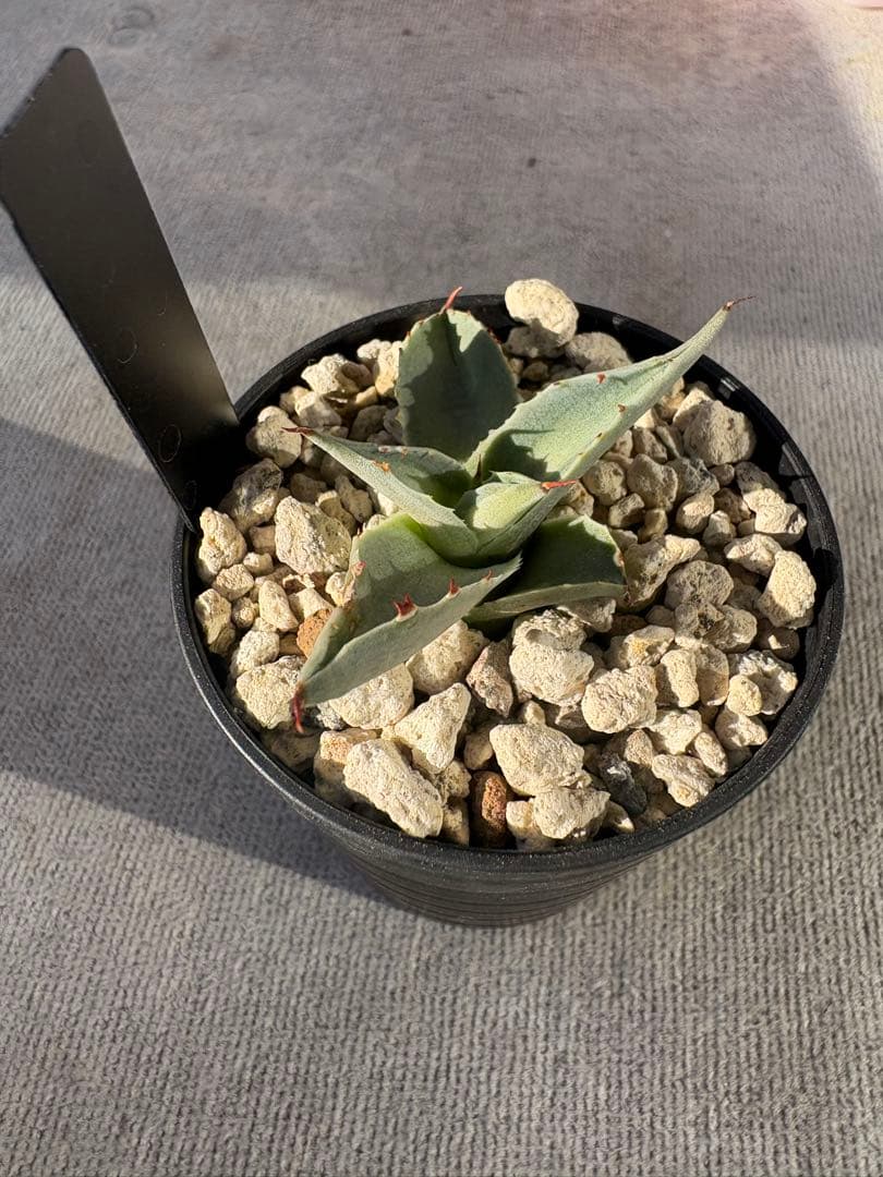 ★最終SALE★ アガベ　オバティホリア　アウェイクニングエンジェル