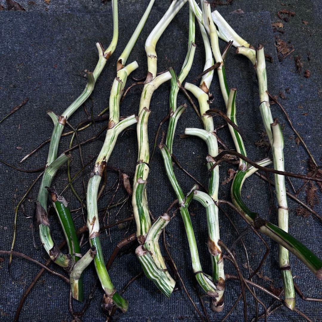 超*✿様 斑入りモンステラホワイトタイガー大茎7株おまとめ