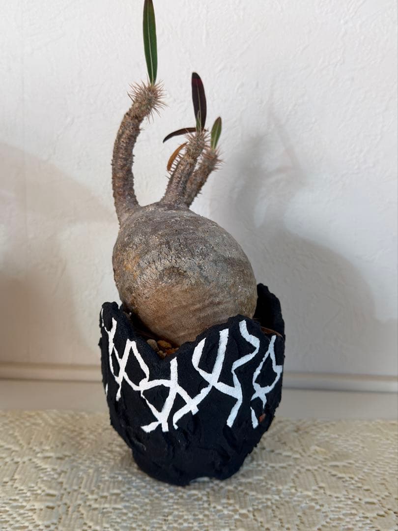 グラキリス　鉢付き