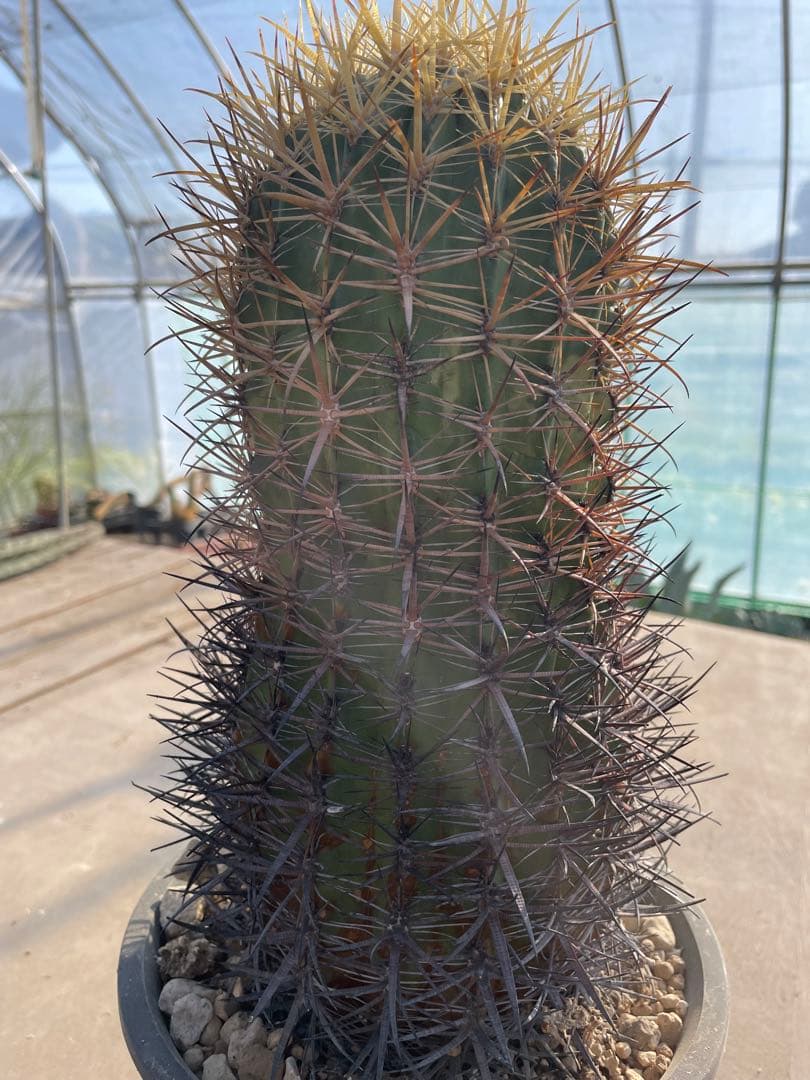 サボテン フェロカクタス 黄金冠 古株 大きめ