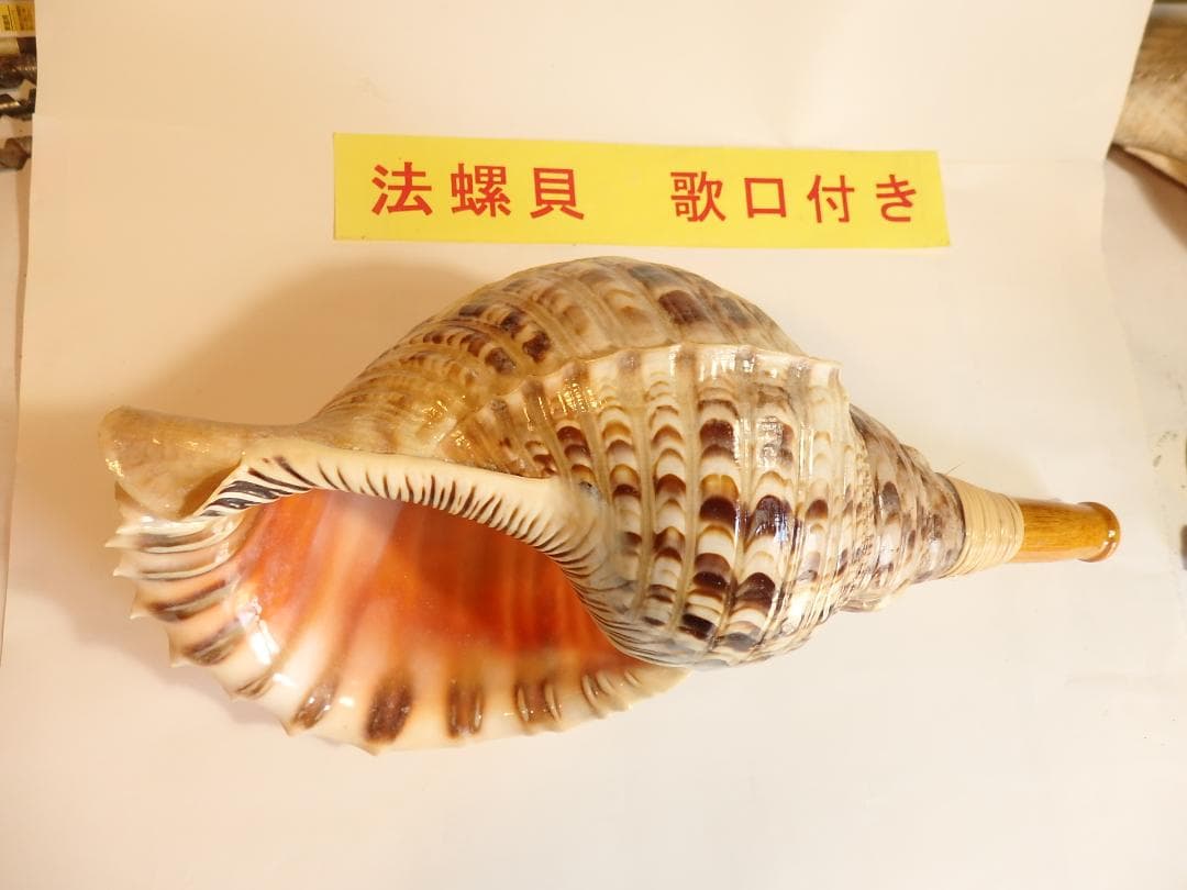 法螺貝 約41㎝ 木製歌口,新品　 MH-447 法螺貝 特小 観賞用 29.7㎝/480g | 多田商店 法螺貝と和装の専門店
