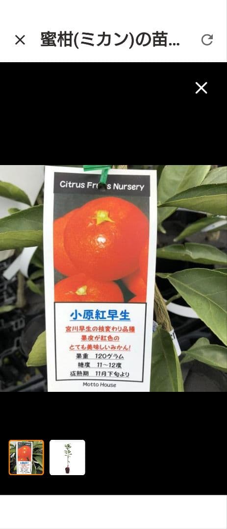 kazuページB・混合梱包品「小原紅早生３年生」＋「みはや」１本・合計2本