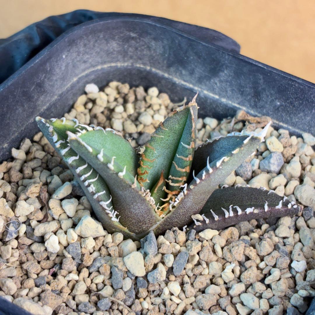 M*a様 アガベ チタノタ 麻花龍 子株 極上強棘 特選美株 ブツブツ