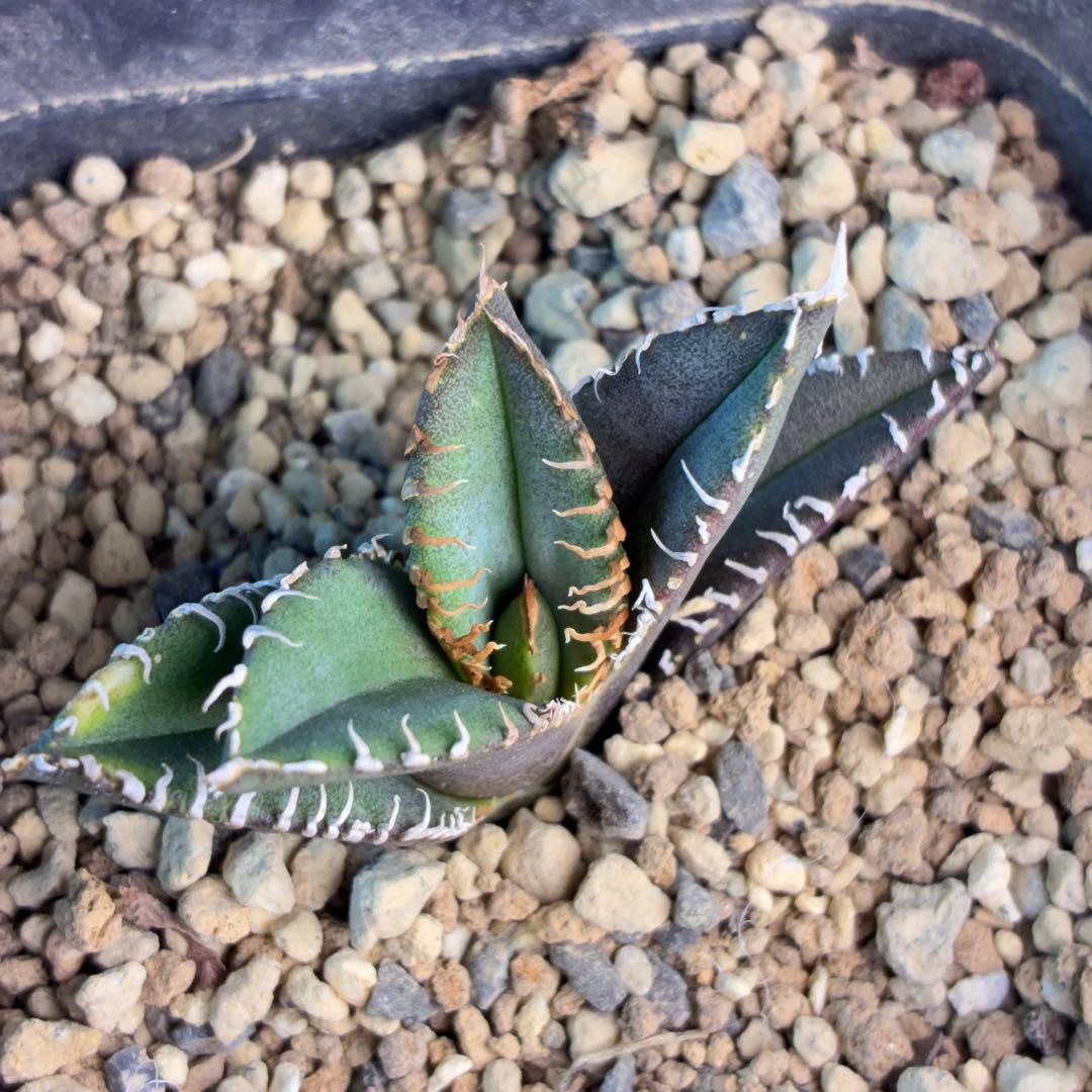 M*a様 アガベ チタノタ 麻花龍 子株 極上強棘 特選美株 ブツブツ