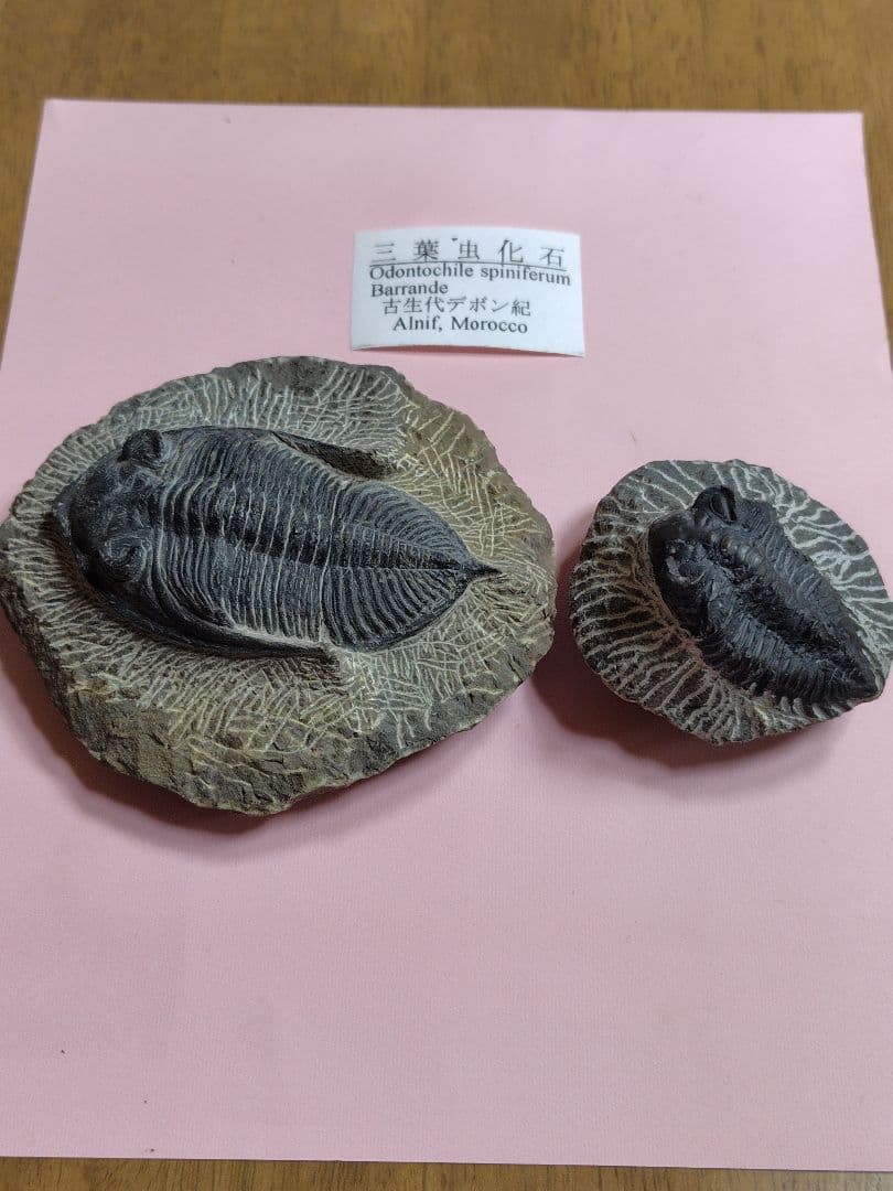 三葉虫化石セット