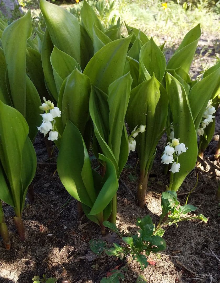 日本すずらん 苗 芽 12個くらい - メルカリ