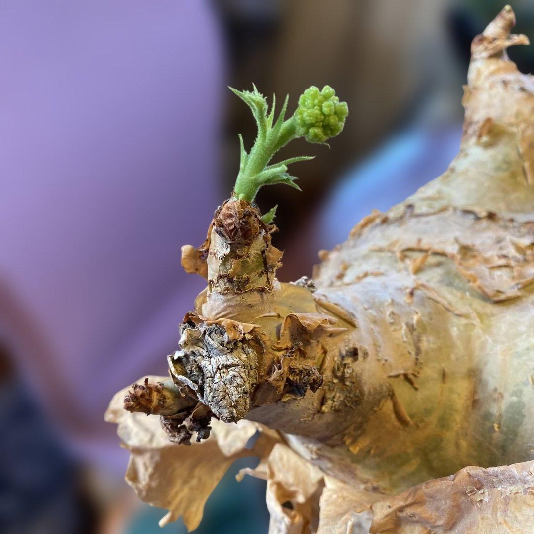 珍キフォステンマ マクロプス 大大 現地球 - メルカリ