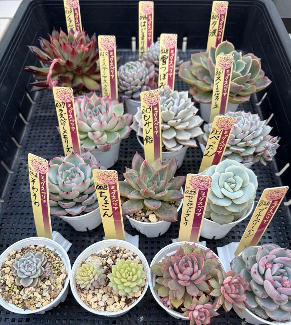 おらいさん苗12個セット　そわそわオマケで13苗ミックスベリア　エケベリア多肉