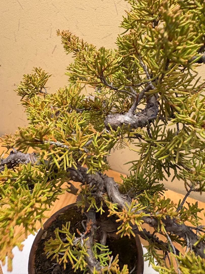 糸魚川真柏盆栽‼️黒松五葉松 - メルカリ