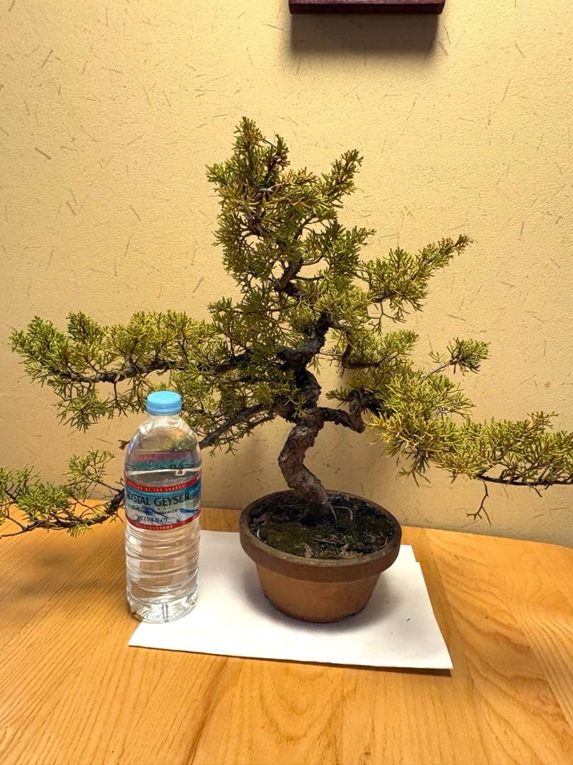 糸魚川真柏盆栽‼️黒松五葉松 - メルカリ