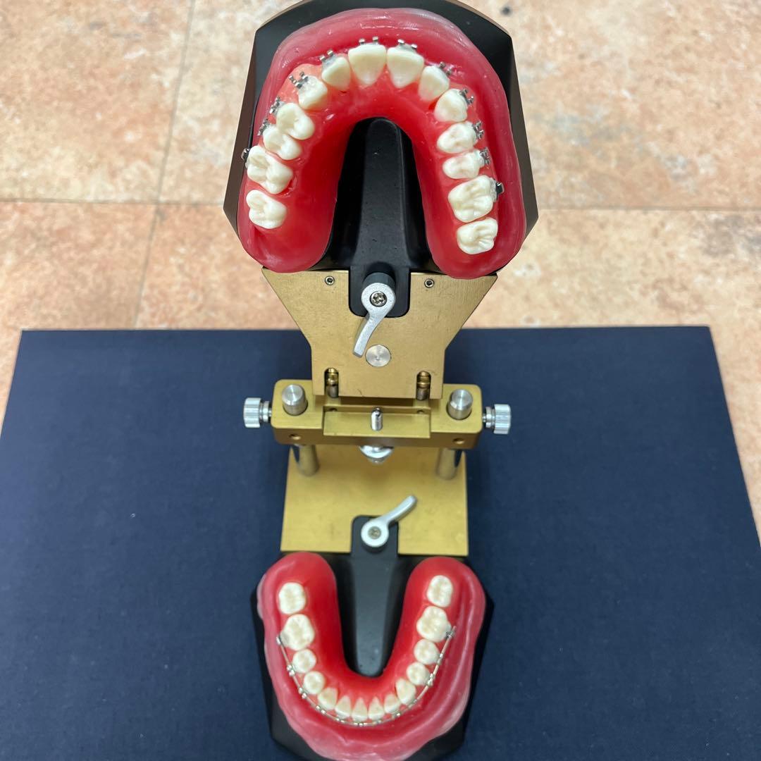 タアポドント咬合器　矯正装置付き