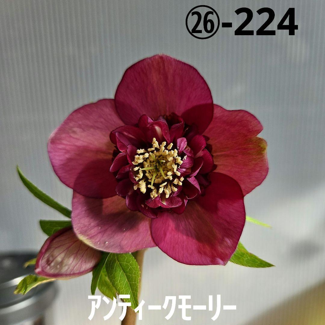 謙信様ご購入苗㉖-224クリスマスローズ