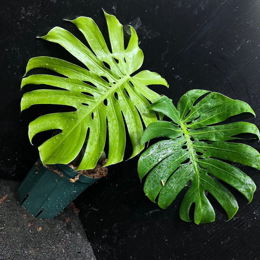 も*ぎ様 モンステラデリシオーサマクロコズム超希少系統鉢植え40㎝ コレクション】モンステラ デリシオーサ 'マクロコズム'親株 – RARE