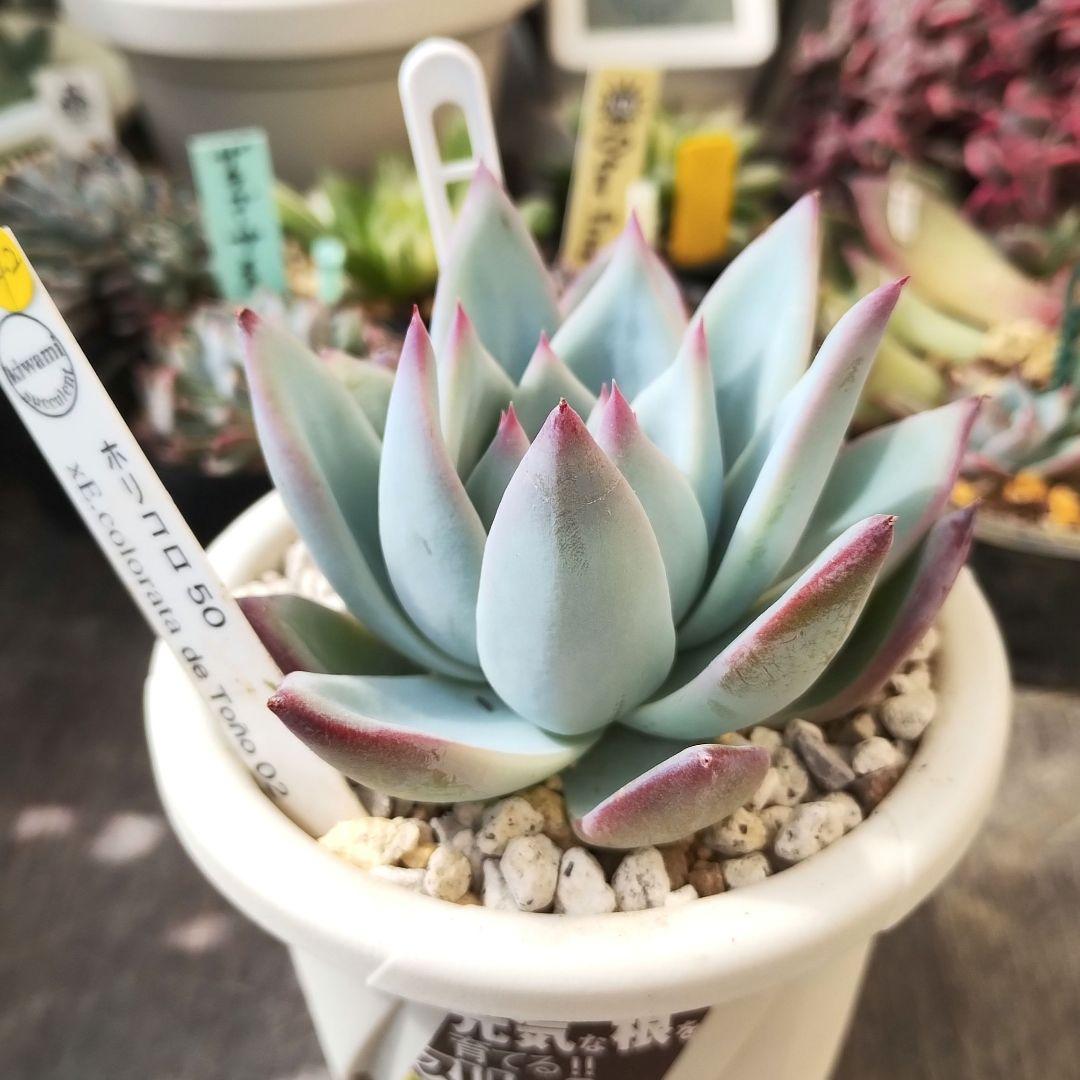 多肉242 ホリコロ 50 × コロラータ de トニョ02 札付き ポットで