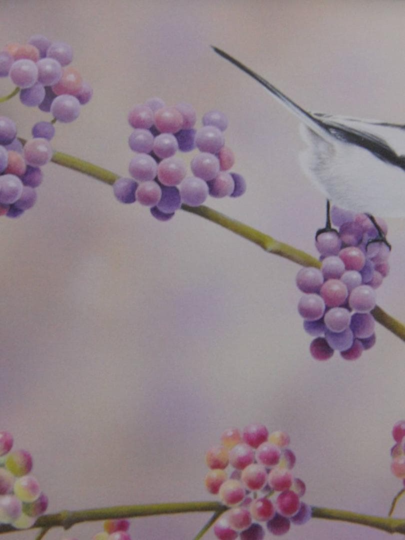 山地司、【紫式部とエナガとベニヒワ】、希少な額装用画集より