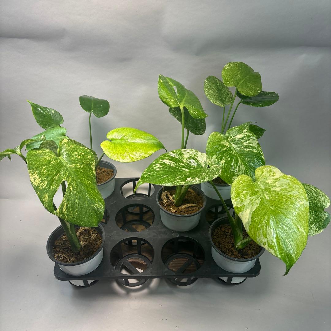 さ*ん様 5株セットms43【特別選抜】ホワイトモンスター／天津蘭 モンステラ斑 モンステラ デリシオーサ ホワイトモンスター (天津蘭) テンシンラン