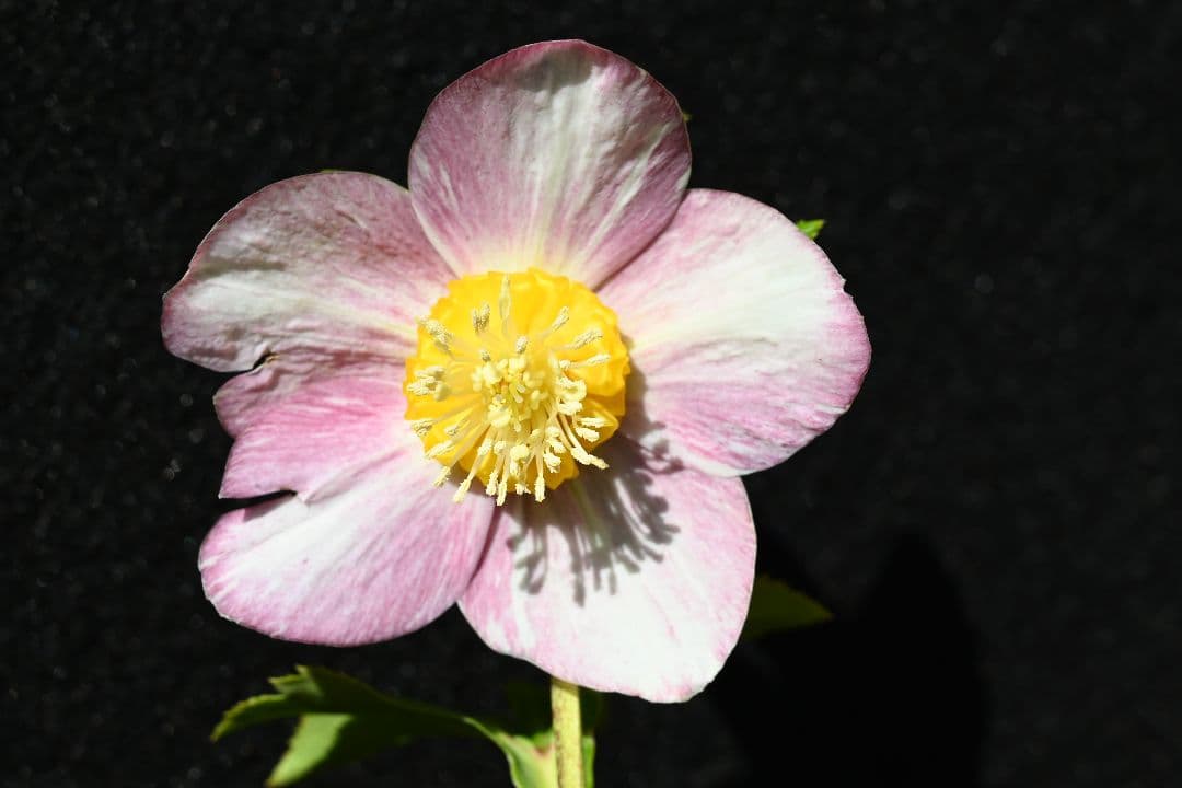 クリスマスローズ　認定ゴールド絞り咲き　加藤農園