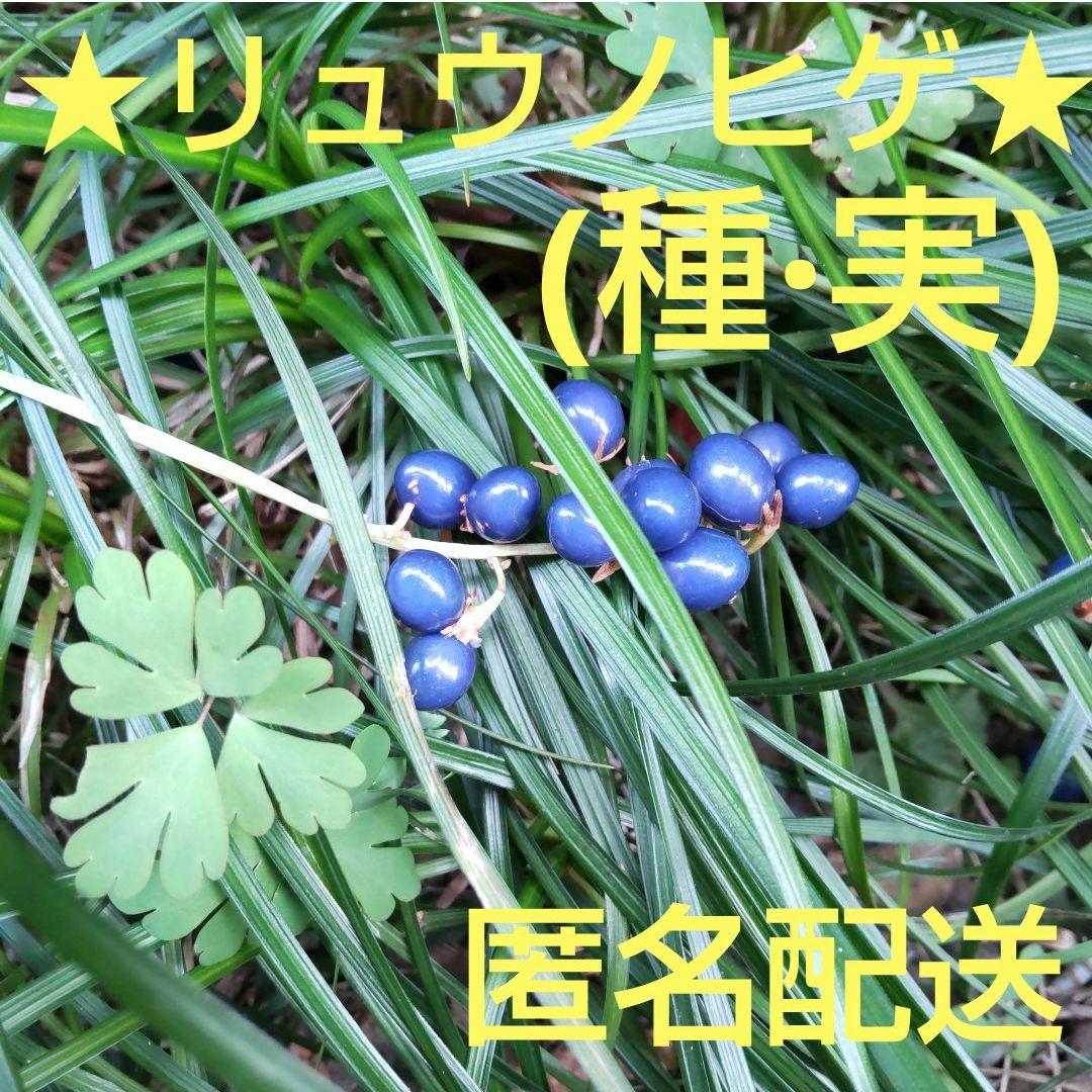 【匿名配送】リュウノヒゲ龍の髭★種 実1500粒 グランドカバー雑草対策 宿根草