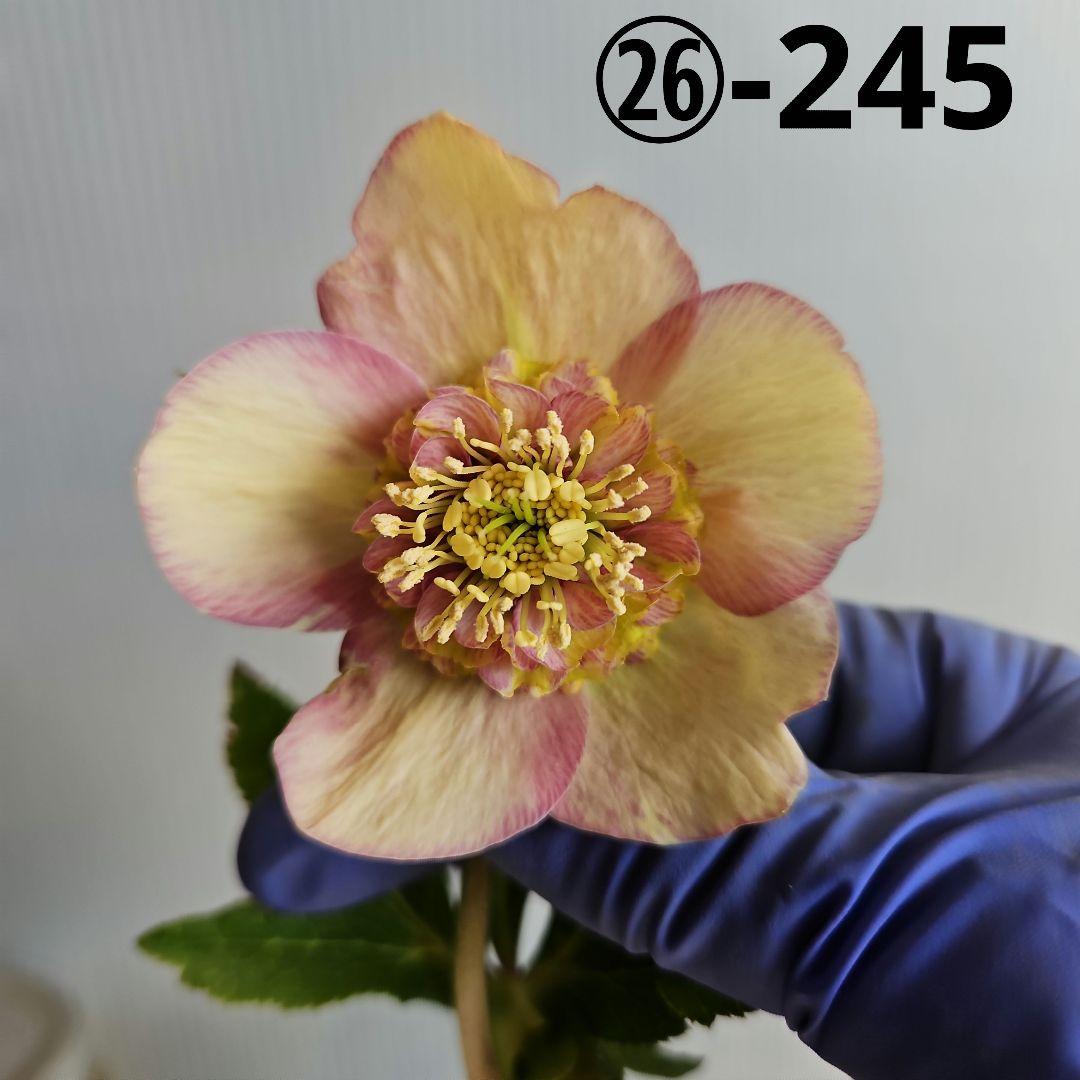 チョラコ☆様ご購入苗㉖-245㉖-268クリスマスローズ