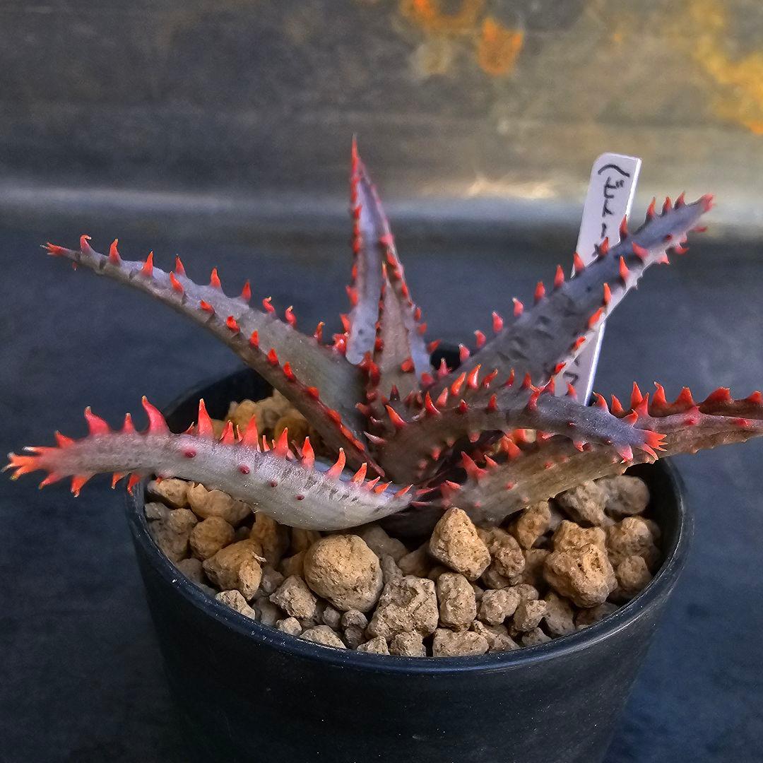 多肉植物 アロエ (ビトー×達磨コニフェラ)×ワイリーコヨーテ - メルカリ