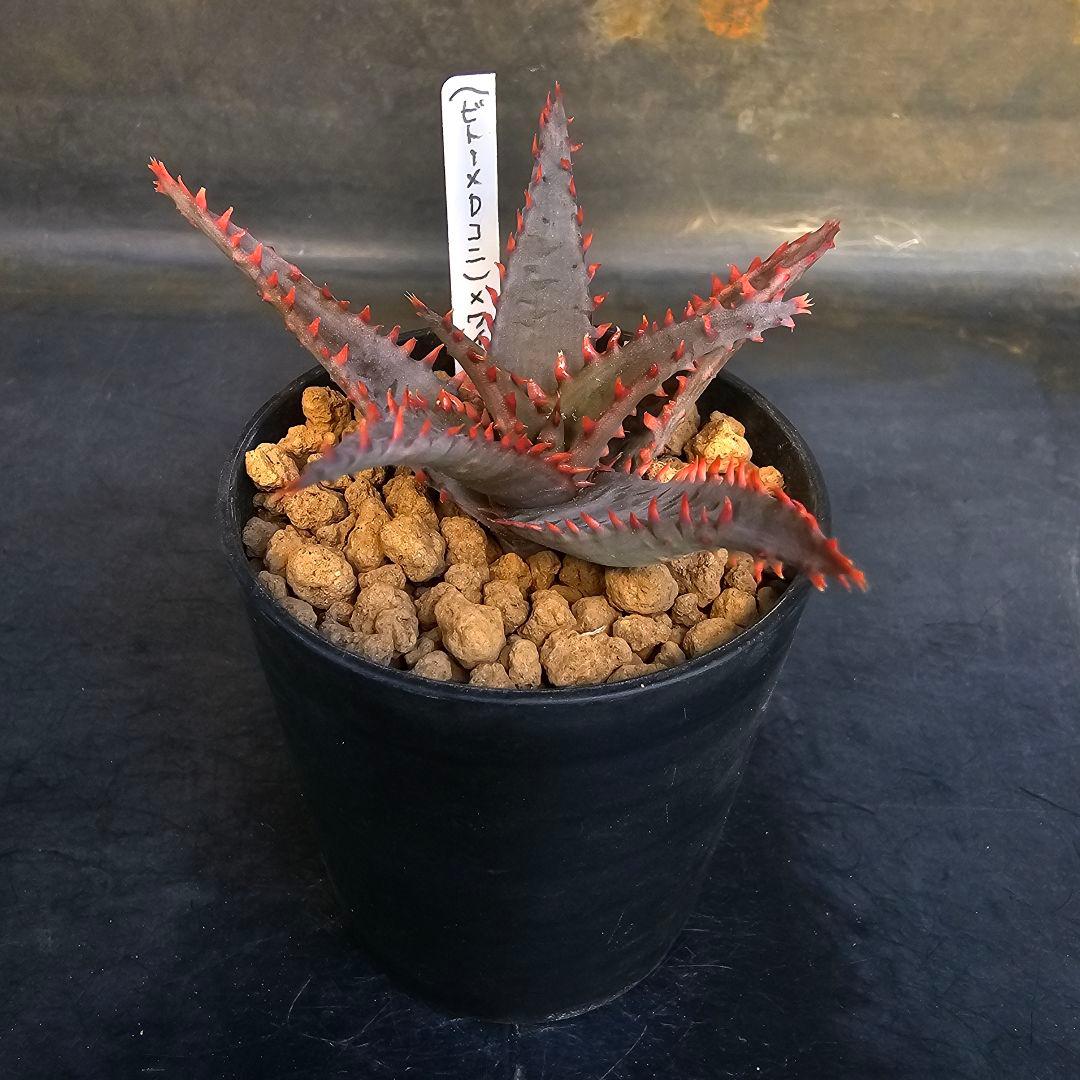 多肉植物 アロエ (ビトー×達磨コニフェラ)×ワイリーコヨーテ - メルカリ