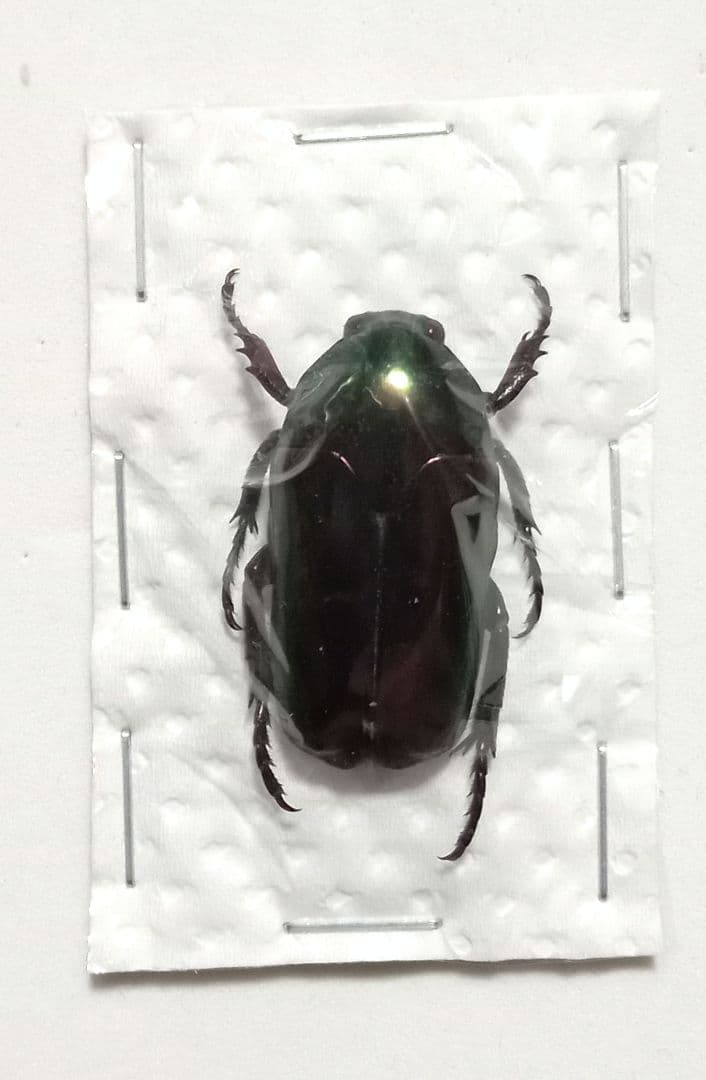 昆虫標本 美麗 ハナムグリ ルソン島イフガオ - メルカリ