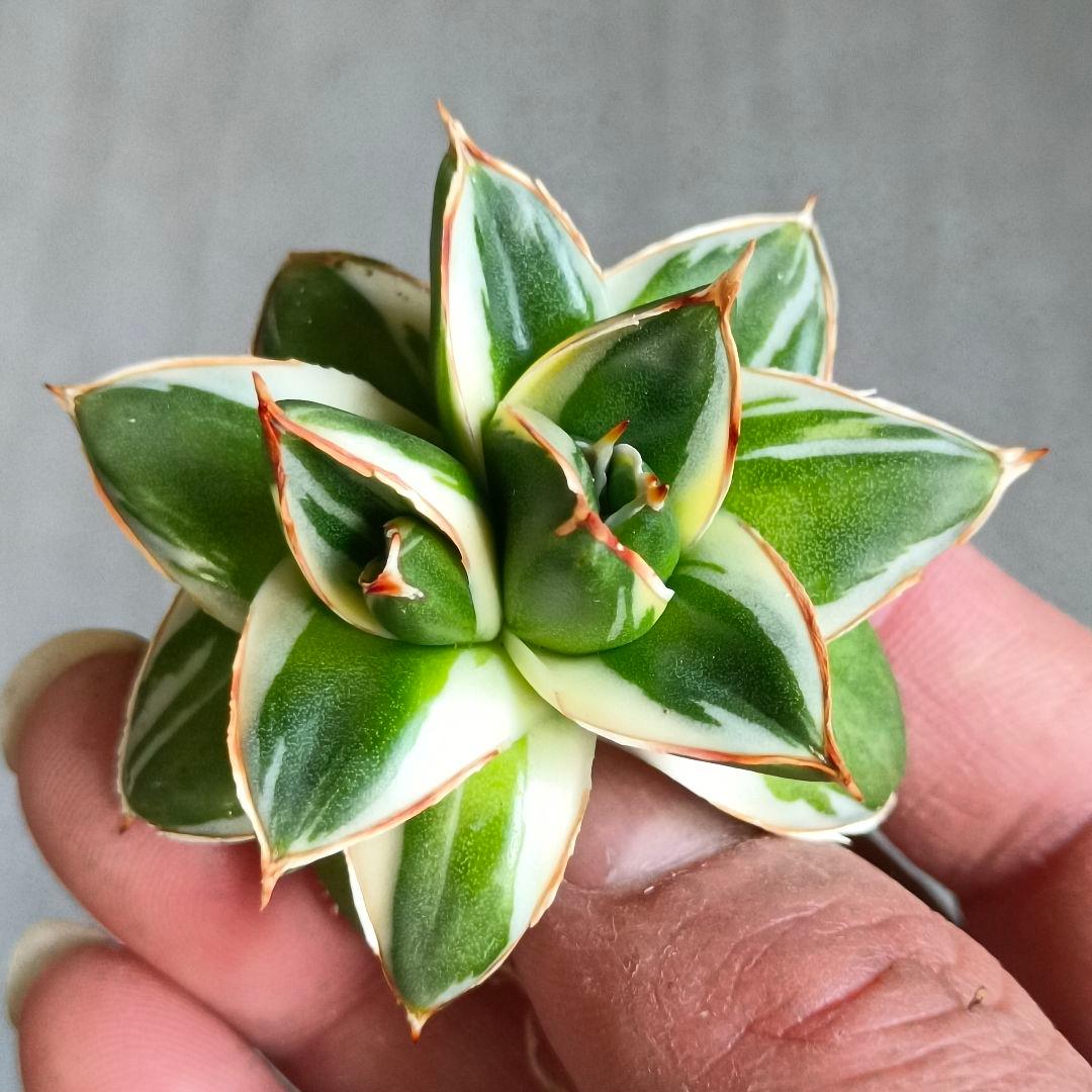 A243 多肉植物 アガベ ピンキー 王妃笹の雪A型双頭大株 白覆輪斑 精選美株